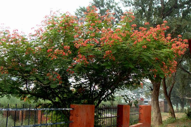 Caesalpinia pulcherrima